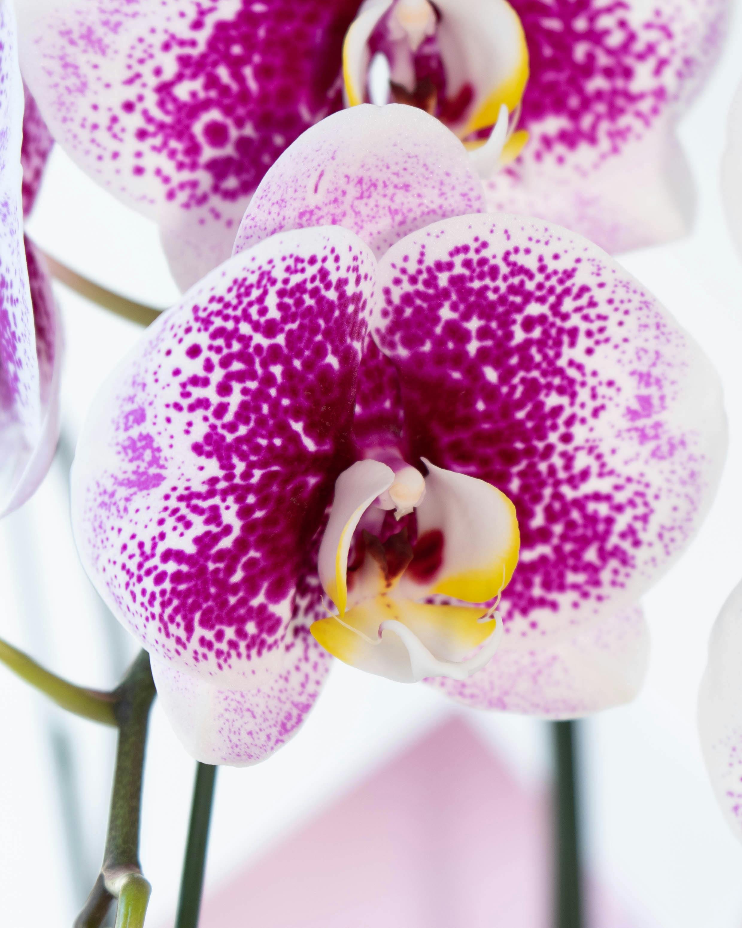 胡蝶蘭中大輪 ピンク 雅 -MIYABI- 3本立ち | 胡蝶蘭ならHitoHana(ひとはな)