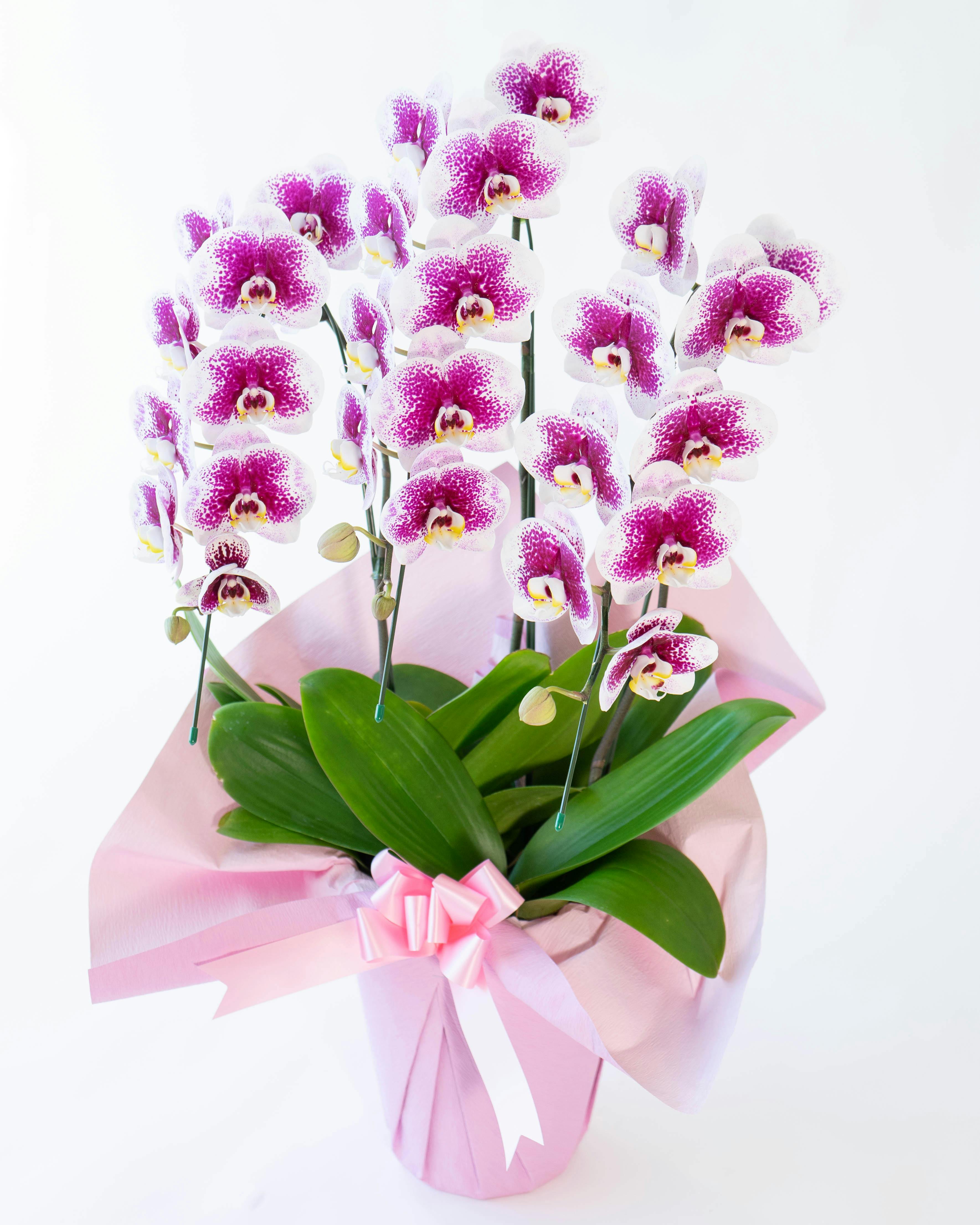 胡蝶蘭中大輪 ピンク 雅 -MIYABI- 3本立ち | 胡蝶蘭ならHitoHana(ひとはな)