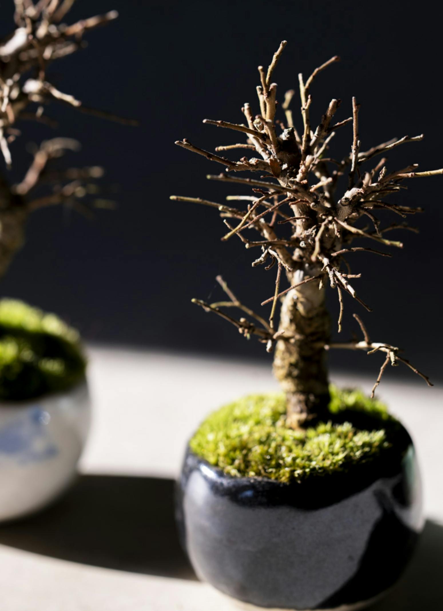 白木盆栽園 野梅 小品盆栽 樹高12センチ 楓カエデ紅葉モミジ欅