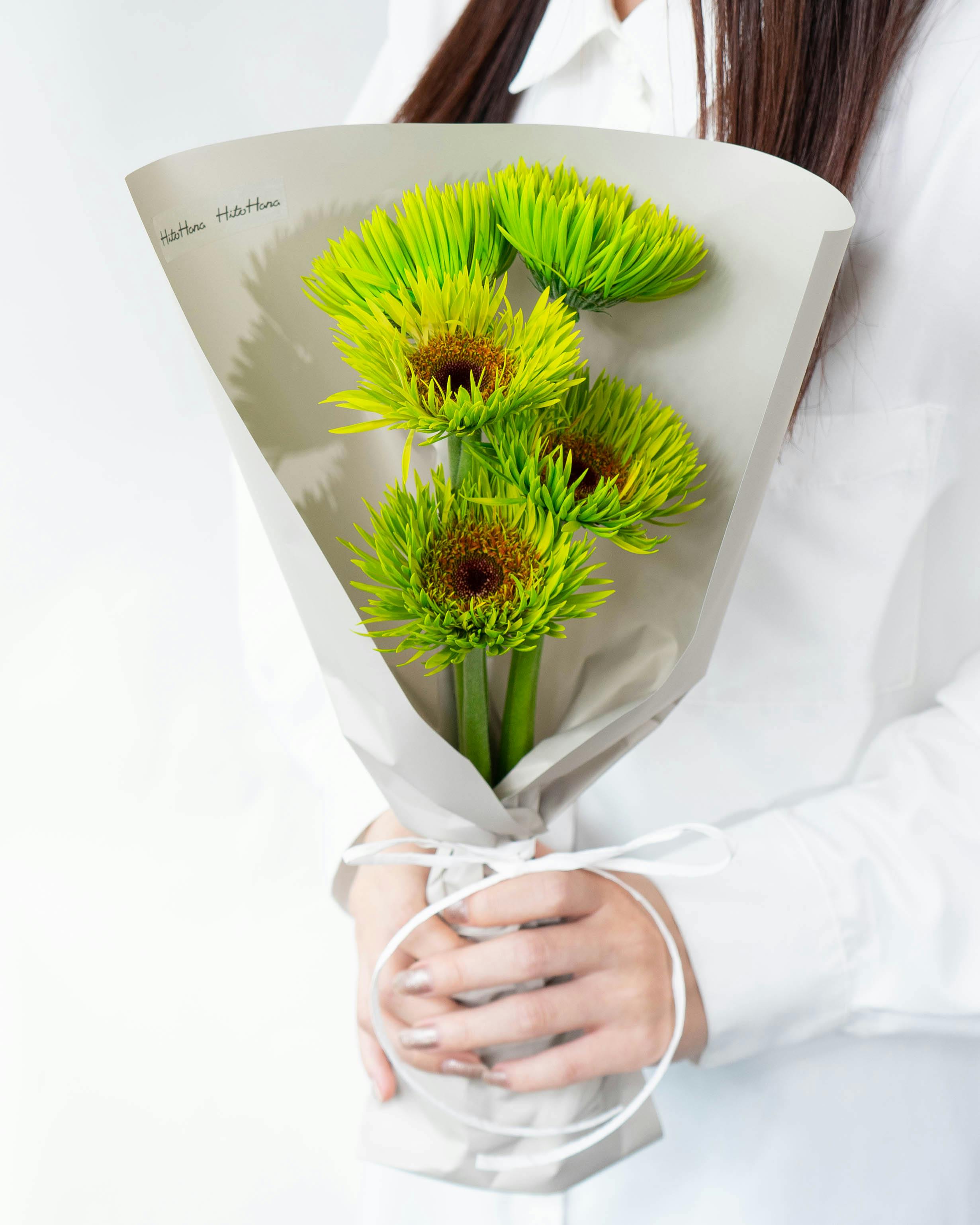 産地直送 ガーベラ 染め ピーコックライム 花束 （5本）／静岡 松下