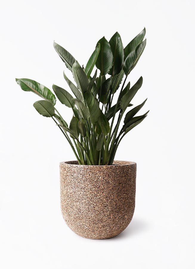 ストレチア レギネ 10号 | 観葉植物 | インテリアやギフトに