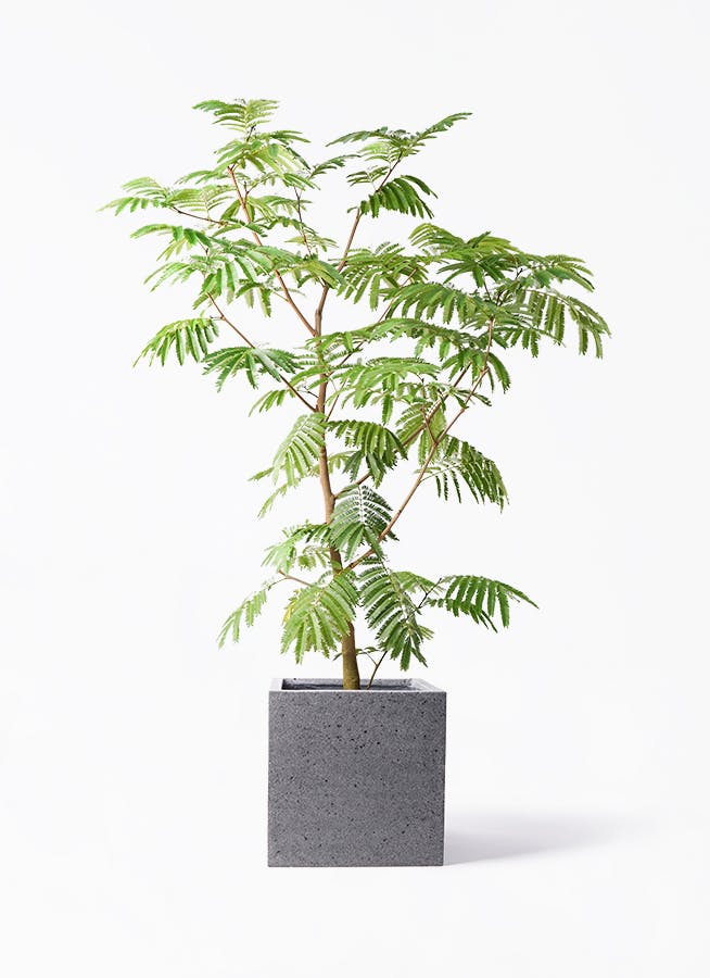 観葉植物 エバーフレッシュ 10号 ボサ造り キューブ ラテルストーン