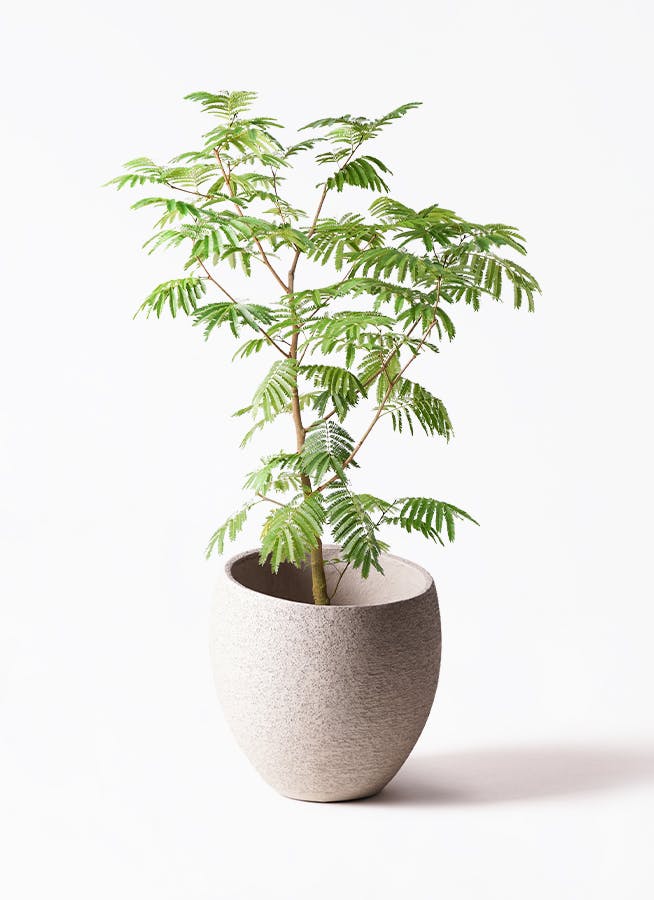 エバーフレッシュ 10号 | 観葉植物の通販ならHitoHana（ひとはな）