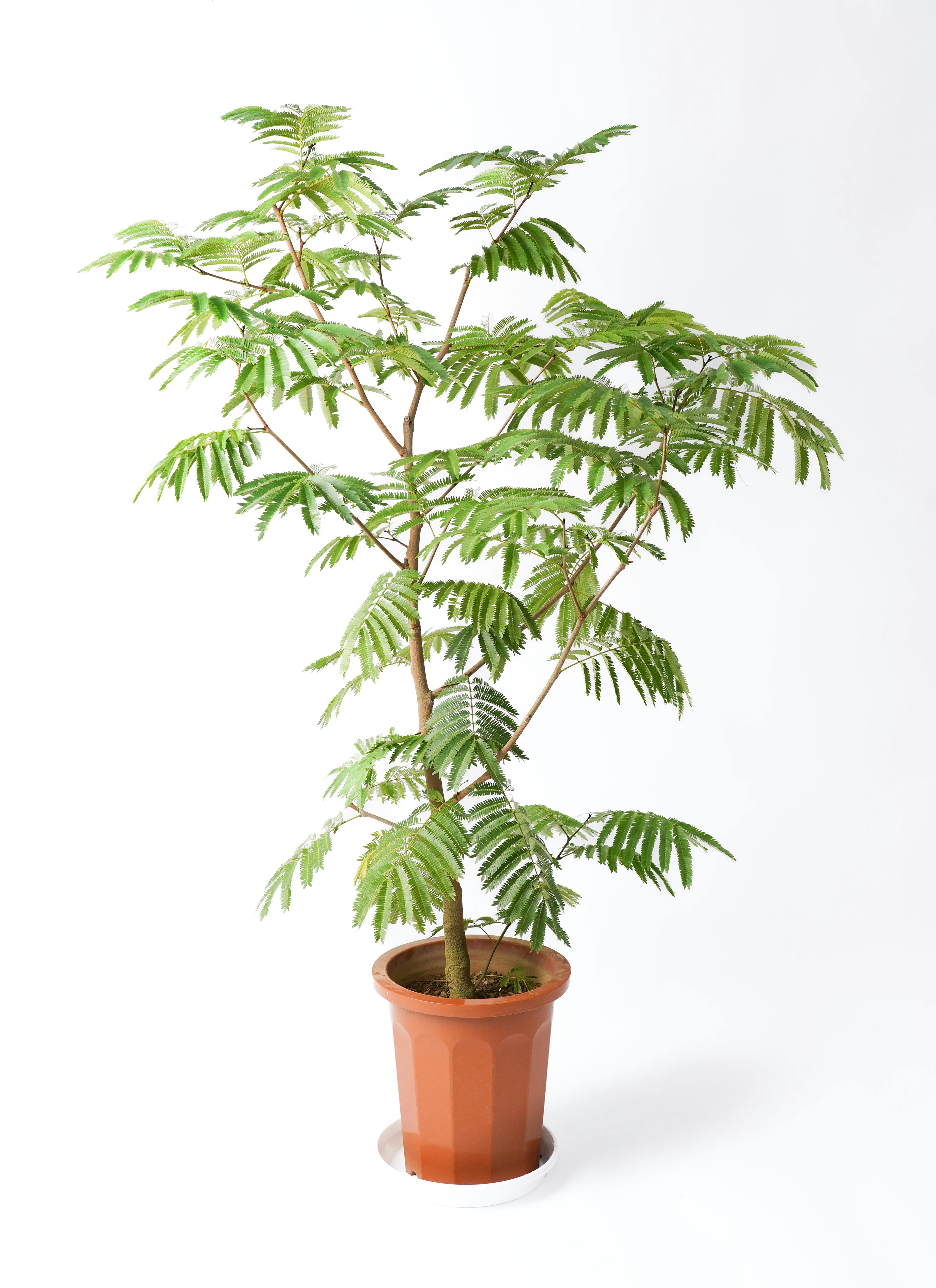 エバーフレッシュ 10号 | 観葉植物の通販ならHitoHana（ひとはな）