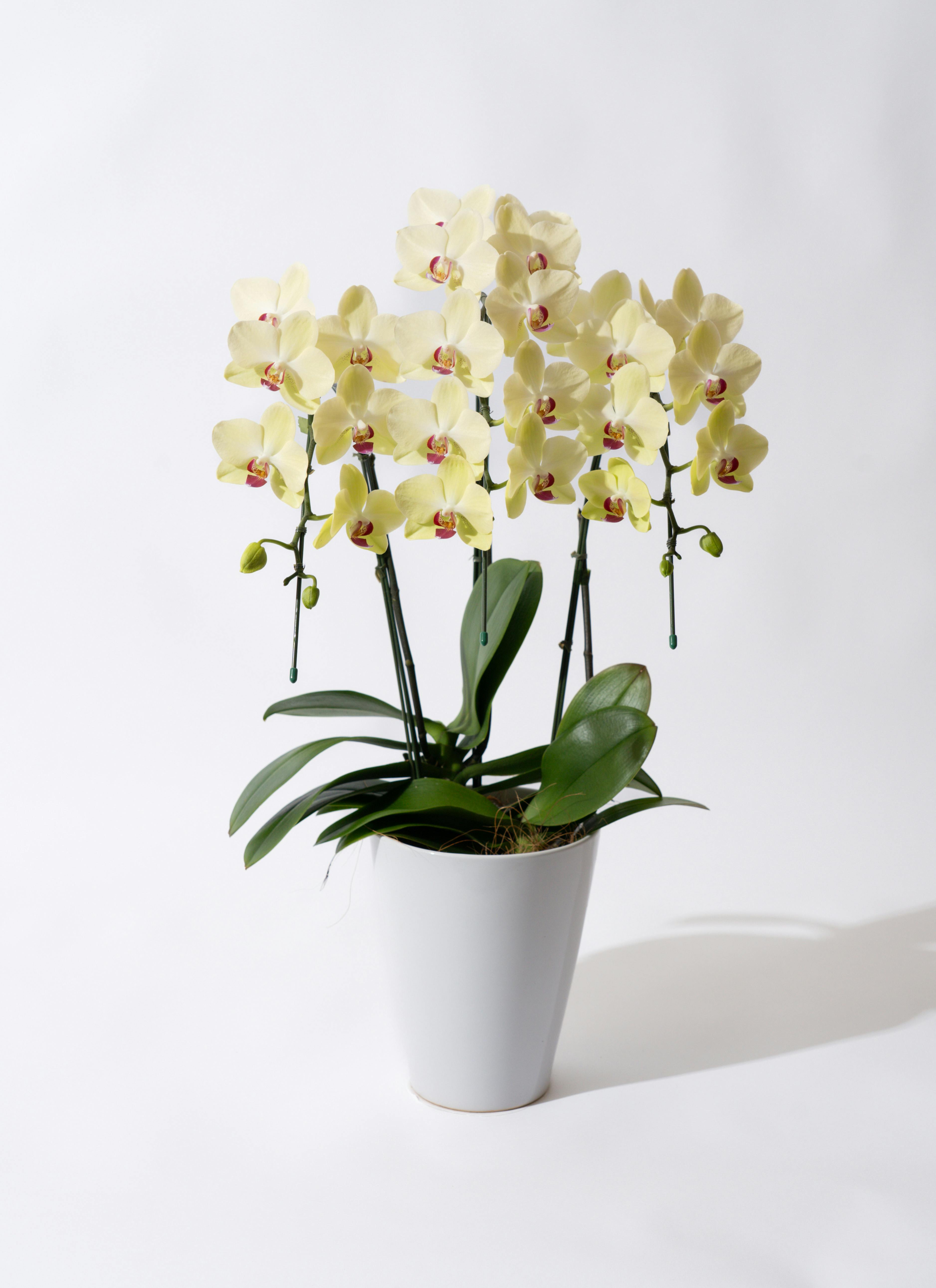 胡蝶蘭中大輪 黄色 ゴールデンエイジ 3本立ち | 胡蝶蘭ならHitoHana