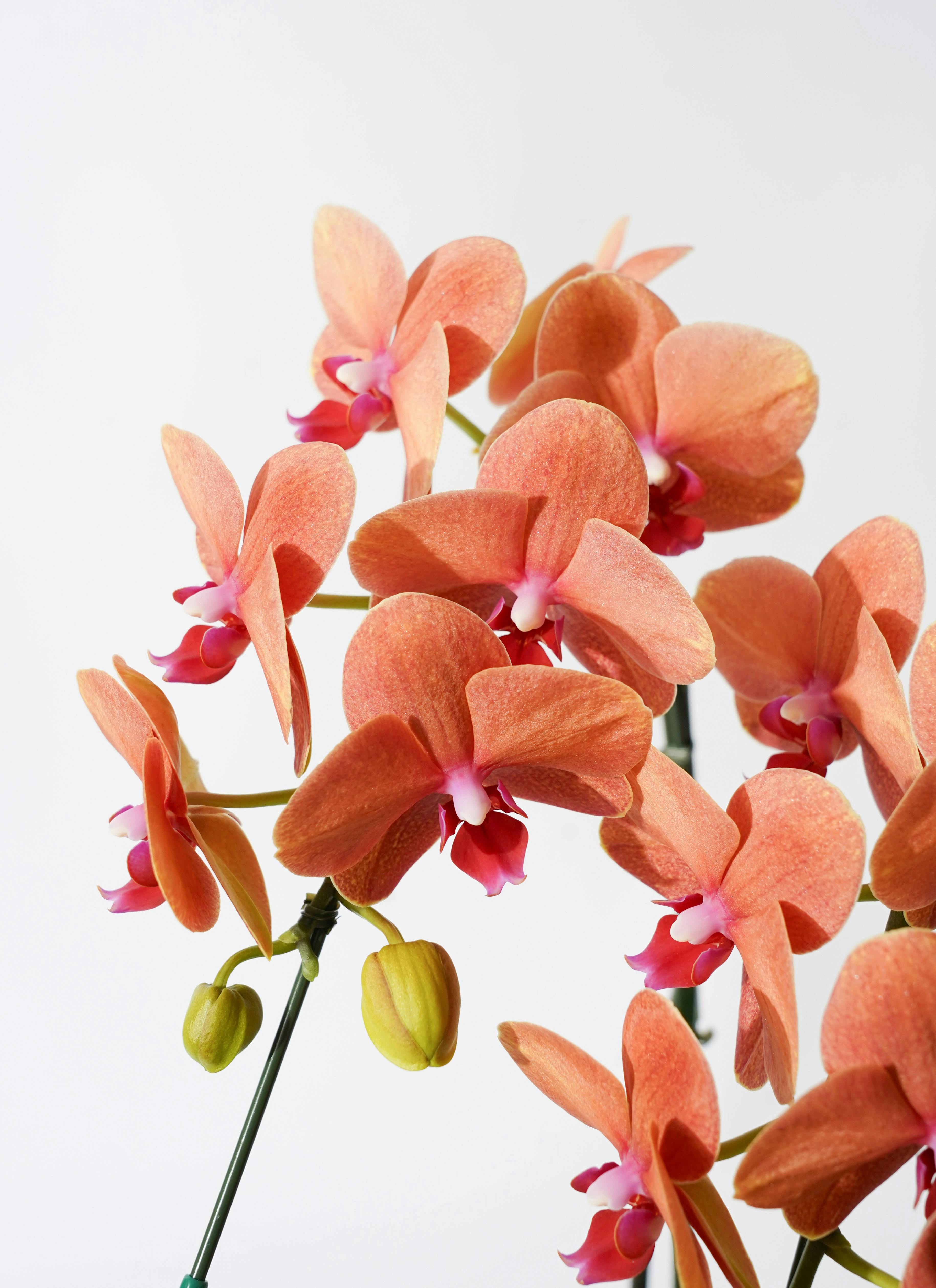 ミディ胡蝶蘭 オレンジ サーフソング 2本立ち サンクスポット | 胡蝶蘭