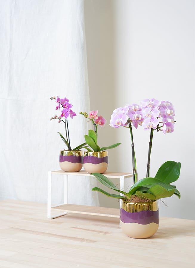 ミディ胡蝶蘭 ピンク 2本立ち シャルネ鉢 | 胡蝶蘭ならHitoHana(ひとはな)