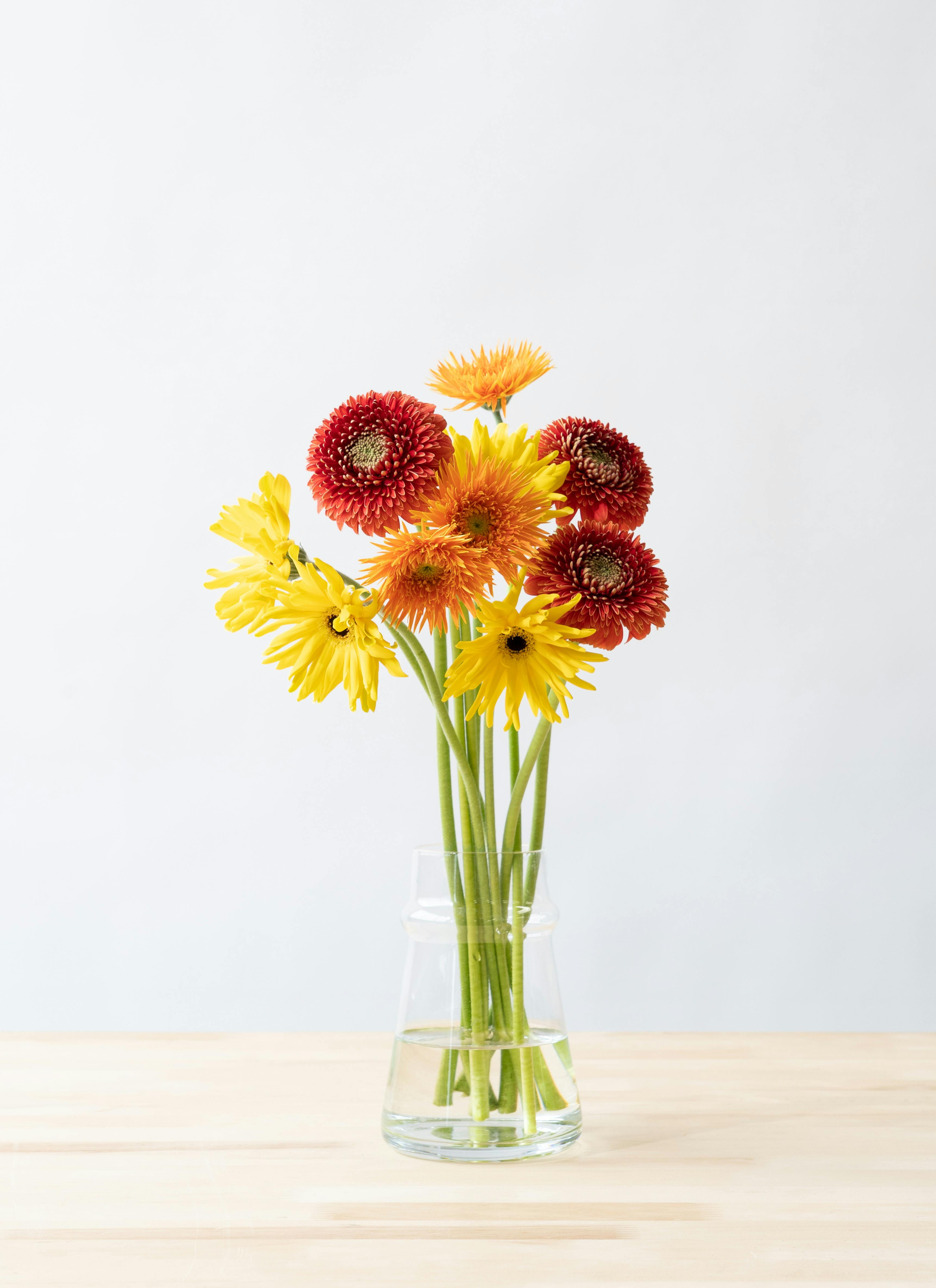 産地直送 ガーベラ ミックス 10本花束／静岡 松下園芸からお届け