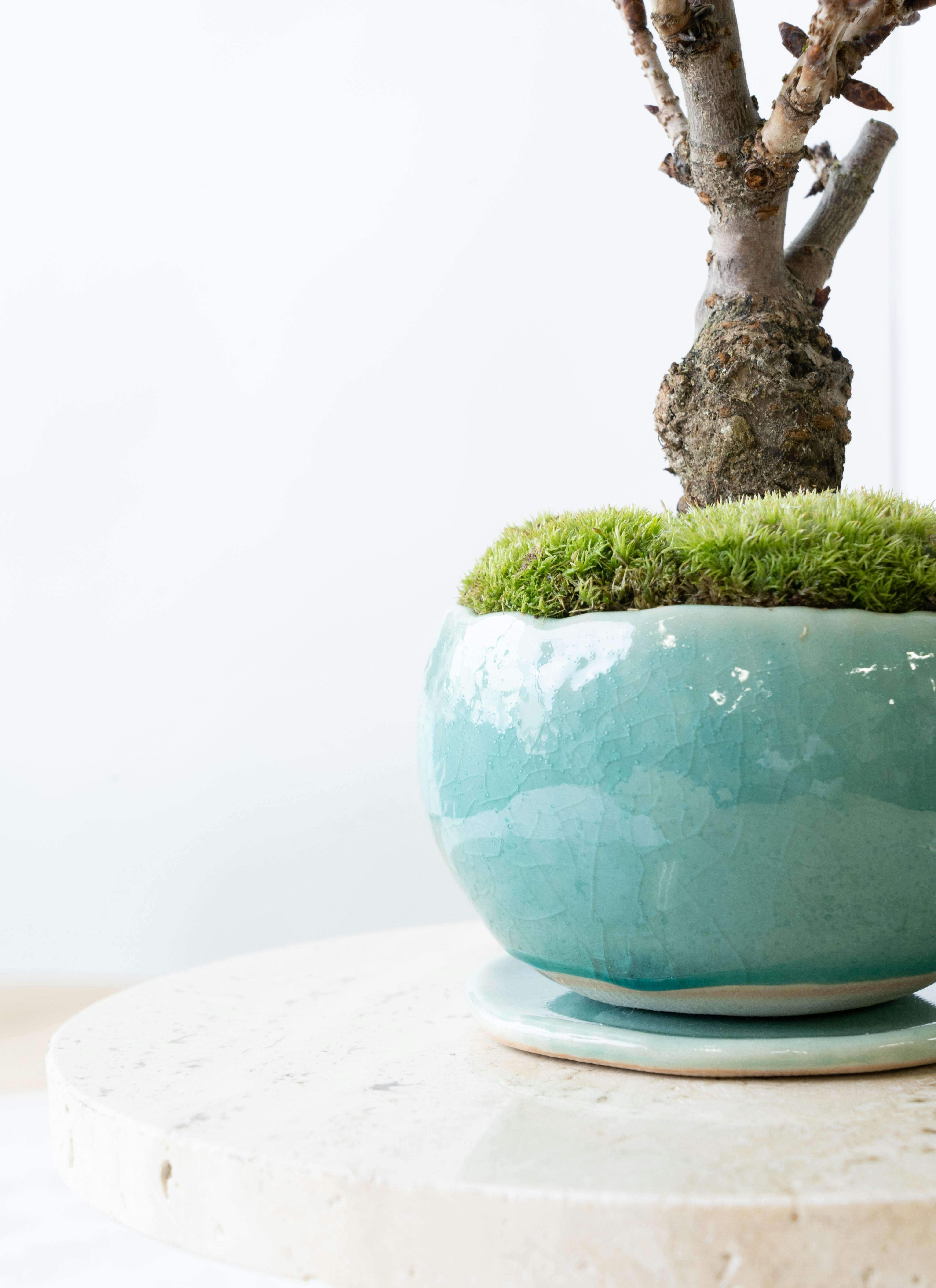 盆栽鉢 植木鉢 陶芸 園芸 盆栽 盆栽鉢植木鉢陶芸園芸盆栽