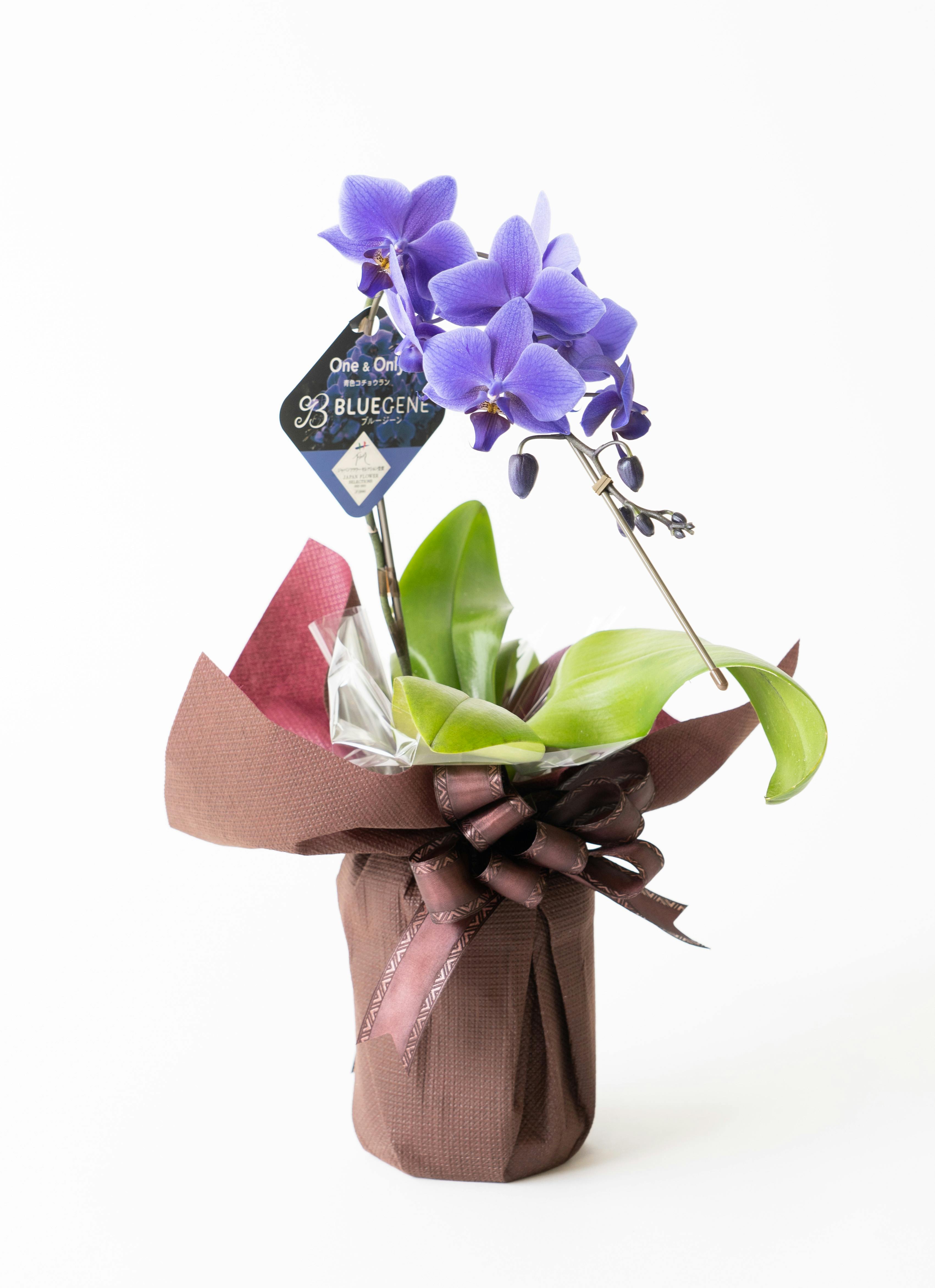ミディ胡蝶蘭 Blue Gene（ブルージーン）1本立ち | 胡蝶蘭ならHitoHana