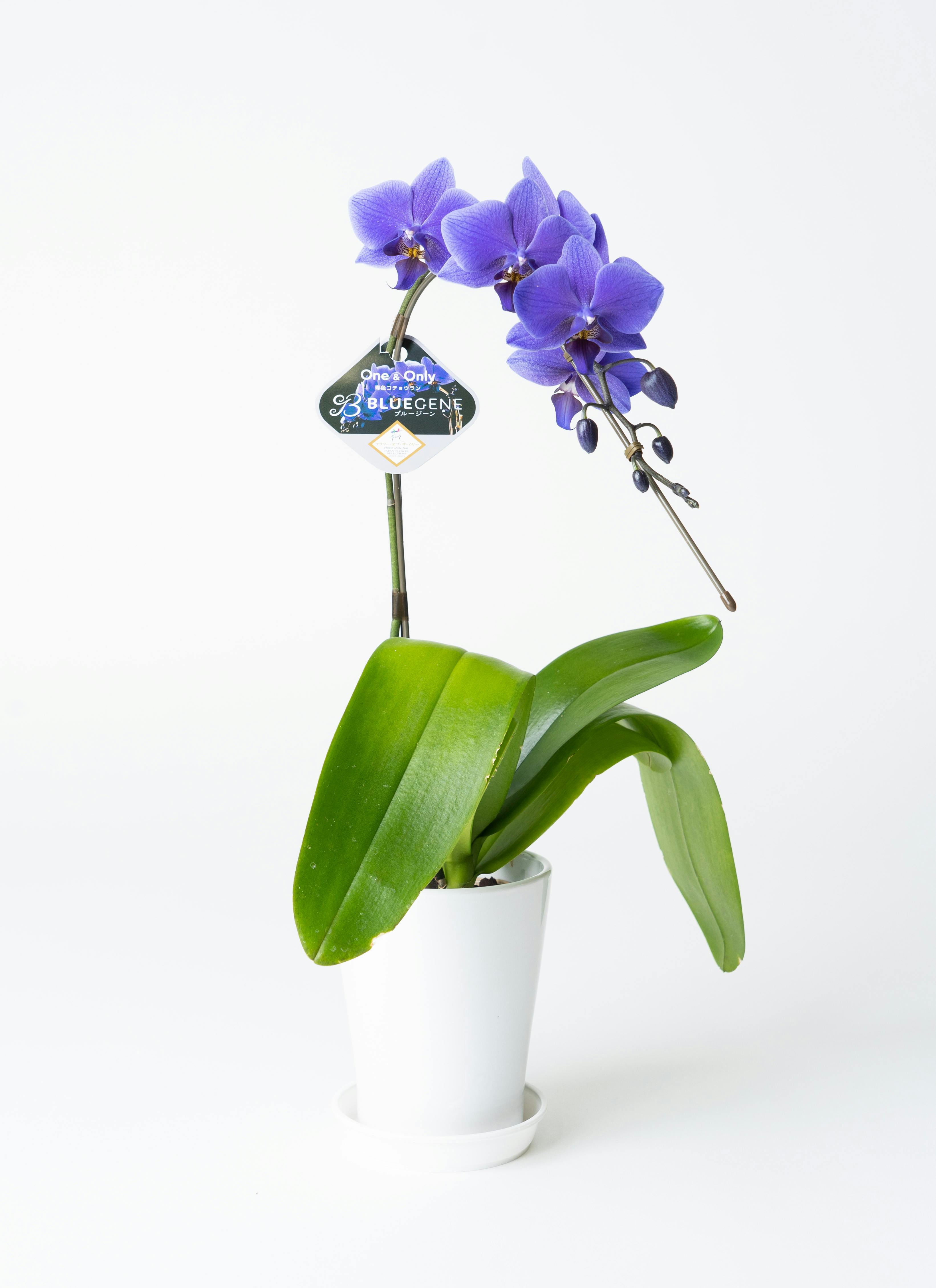 ミディ胡蝶蘭 Blue Gene（ブルージーン）1本立ち | 胡蝶蘭ならHitoHana