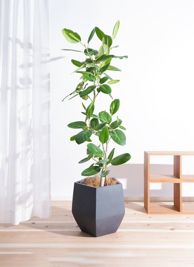 観葉植物 フィカス ベンガレンシス 8号 曲り ファイバークレイGray