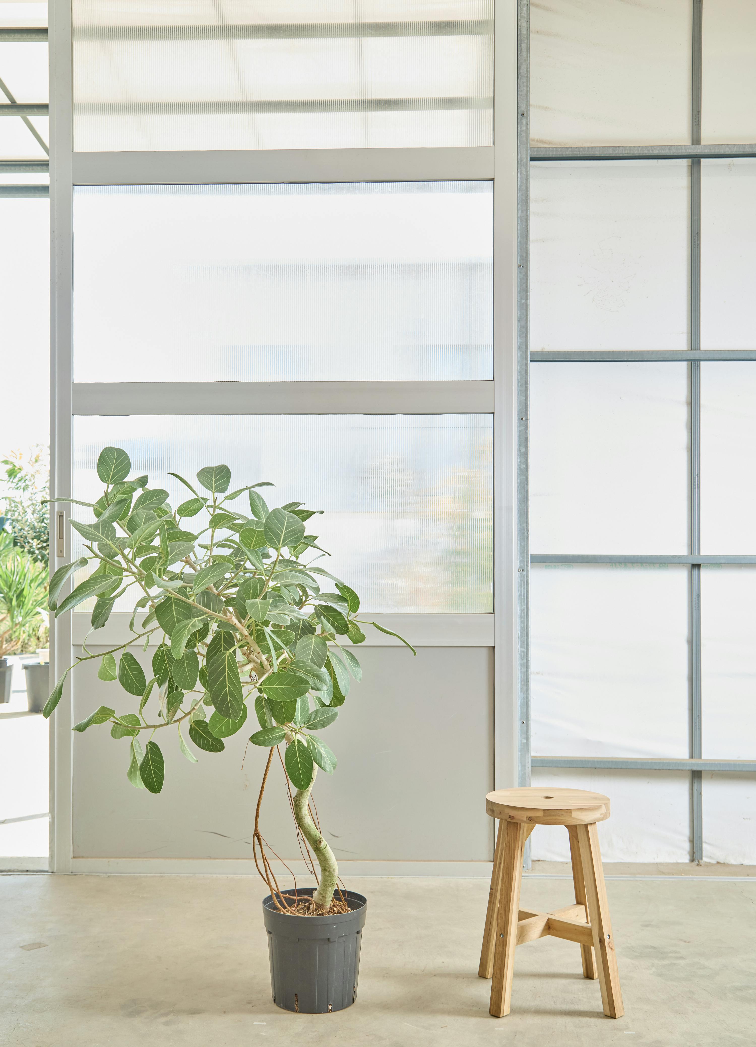 フィカス ベンガレンシス 曲り 極太 | HitoHana（ひとはな）