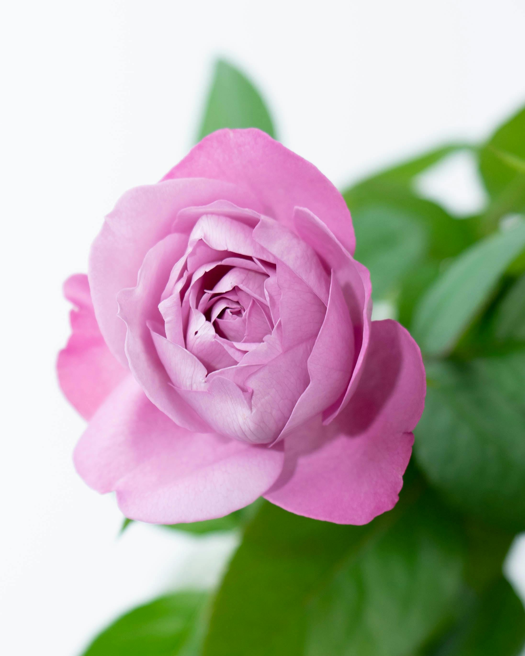 産地直送 香るバラ花束 ブルーパフューム Sサイズ／静岡 増田バラ園