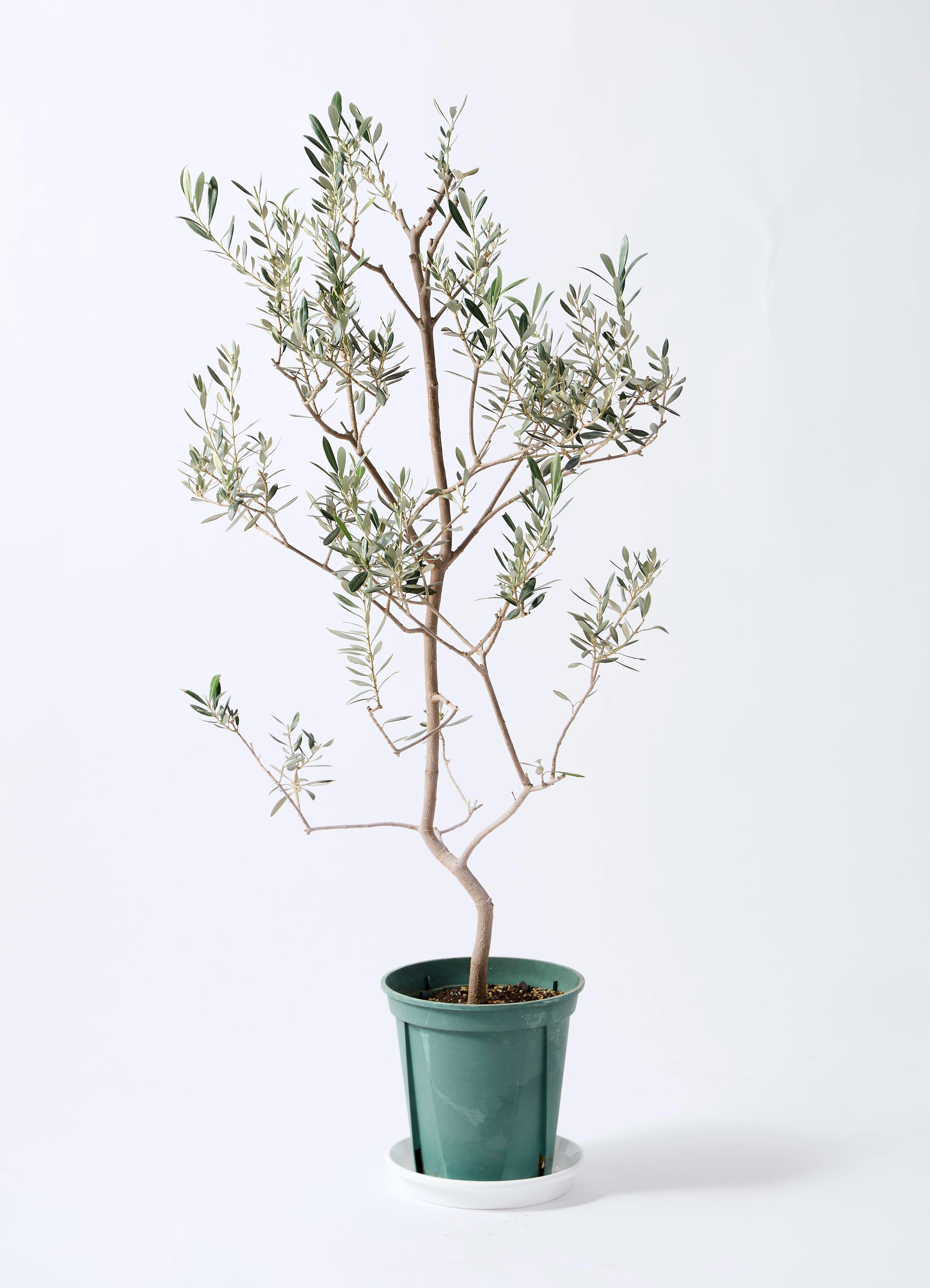 小倉園のオリーブ バロウニ | 観葉植物ならHitoHana（ひとはな）