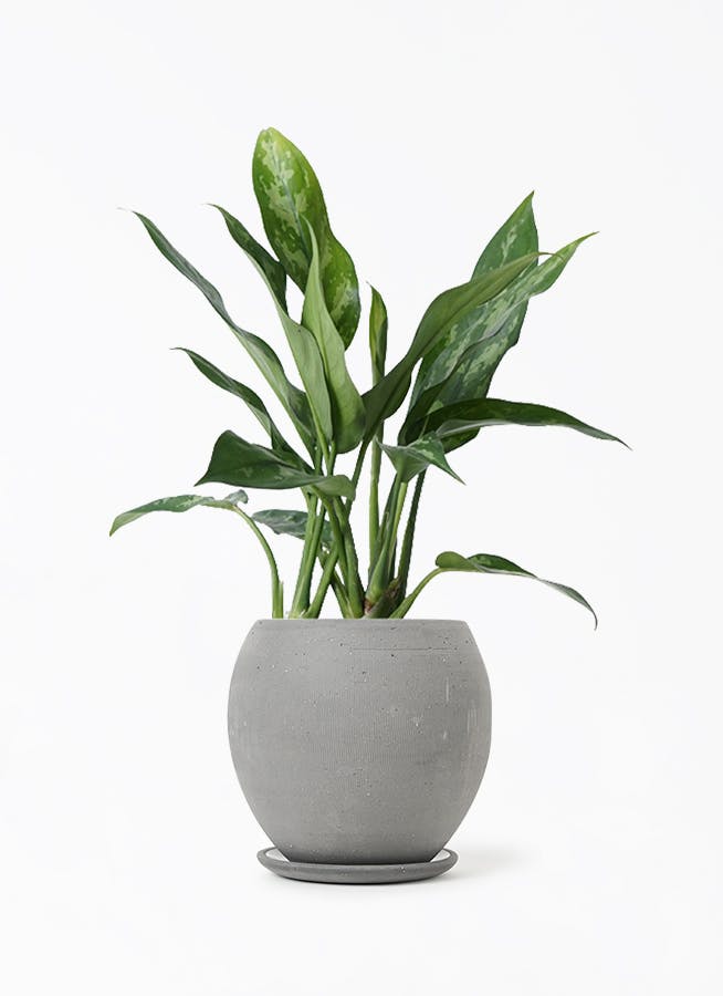 観葉植物 アグラオネマ 4号 エッジ ボール ブラック 付き | 観葉植物