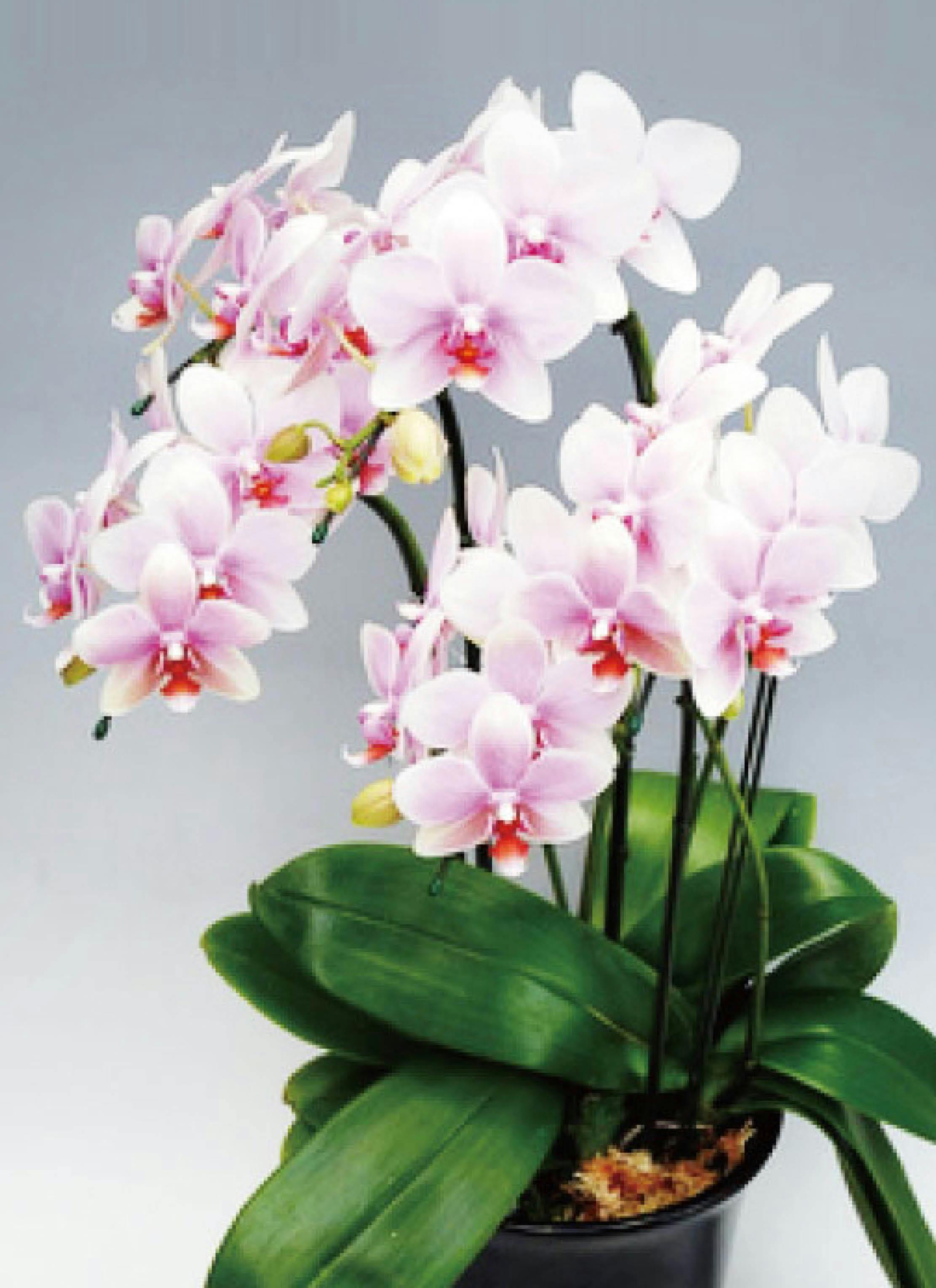 胡蝶蘭中大輪 ピンク おぼろづき 5本立ち | 胡蝶蘭ならHitoHana(ひとはな)