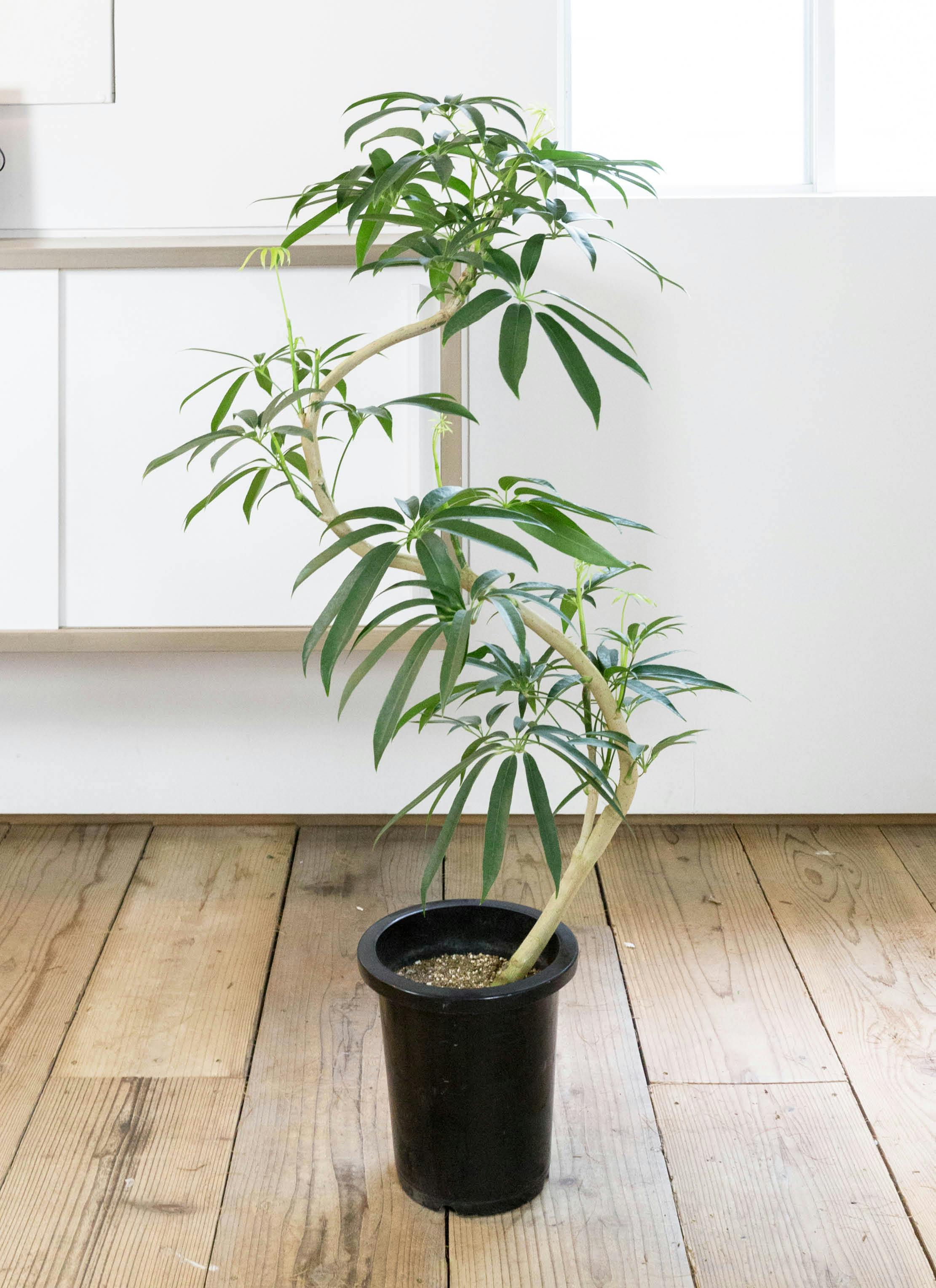 観葉植物 シェフレラ アンガスティフォリア 8号 曲り プラスチック鉢