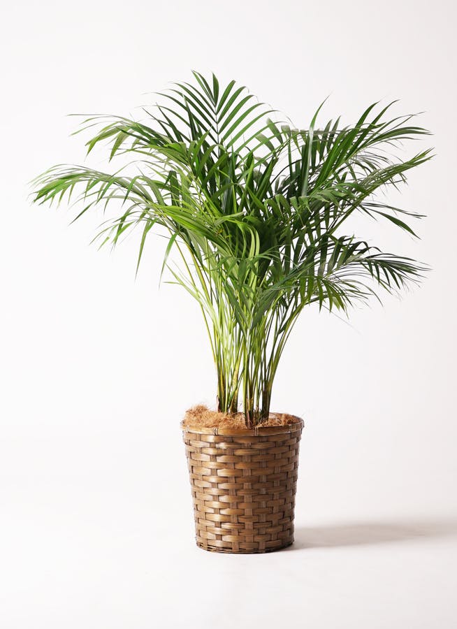 アレカヤシ 8号 | 観葉植物 | インテリアやギフトに - Hitohana（ひと