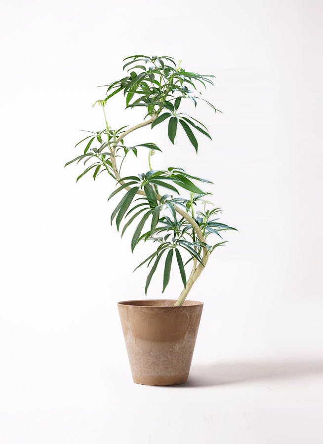 シェフレラ アンガスティフォリア 8号 | HitoHana(ひとはな)