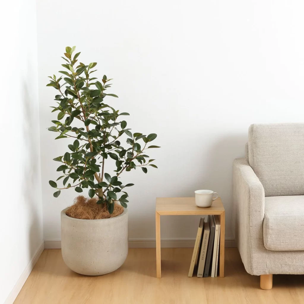 無印良品】観葉植物のセメント鉢だけを購入する方法は？似ている商品