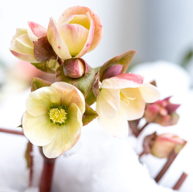 クリスマスローズの育て方。冬に咲く花を自宅の庭で楽しむ方法をプロが伝授