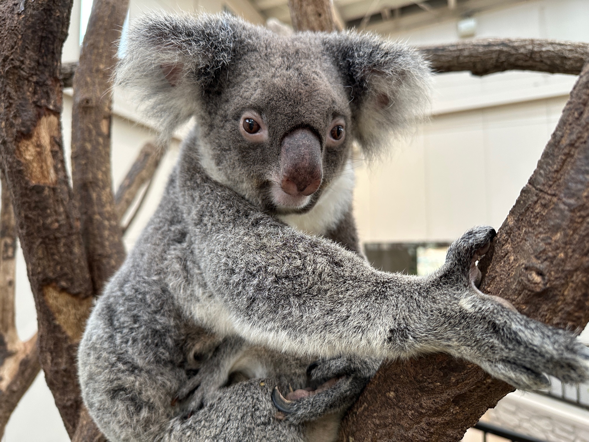 コアラ紹介 - 平川動物公園公式サイト