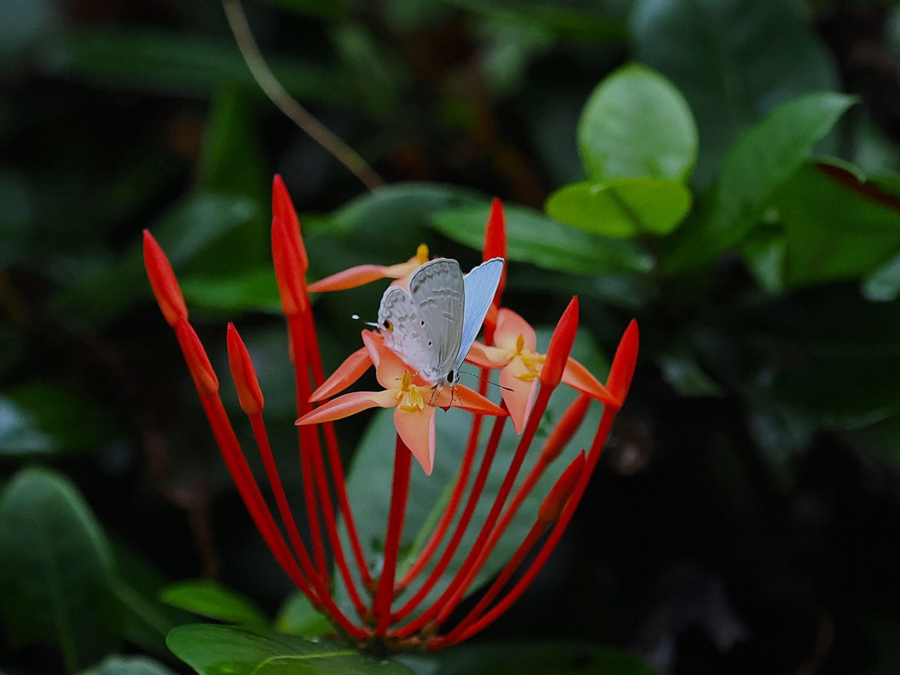 ウスアオオナガウラナミシジミ | シジミチョウ亜科2 | Hirari