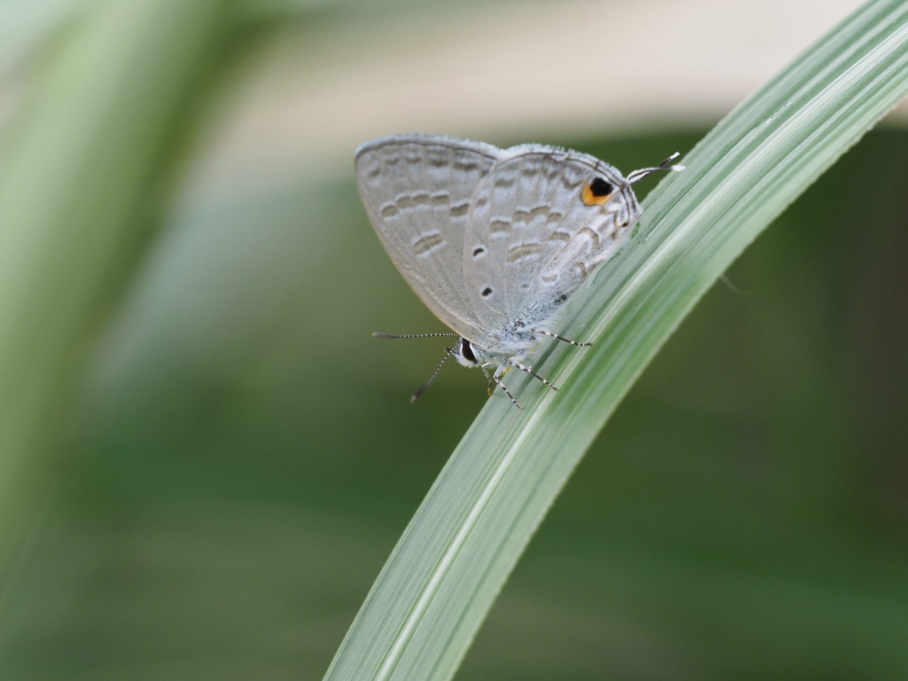 ウスアオオナガウラナミシジミ | シジミチョウ亜科2 | Hirari