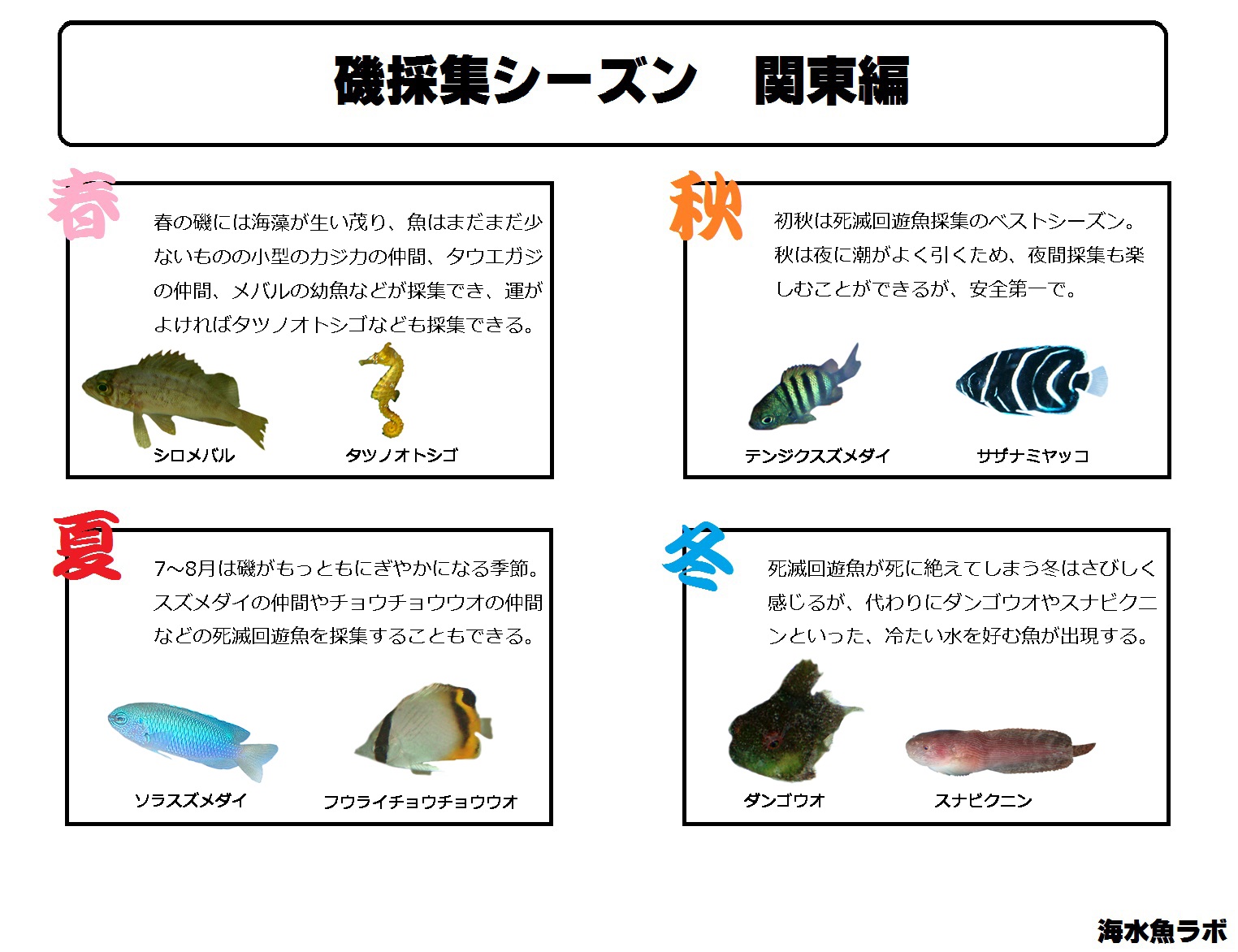 磯採集マニュアル～海で魚を採集しよう！磯へ行く注意点と必要な道具
