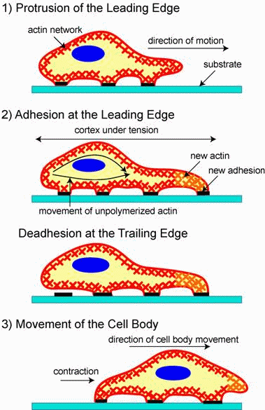 洋書 The Dynamics of Cellular Motility The Cytoskeleton and Cell