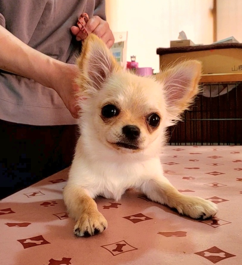 梅子ちゃん（ロングコートチワワ・4〜6ヶ月齢） – 犬の保育園 ほめほめ