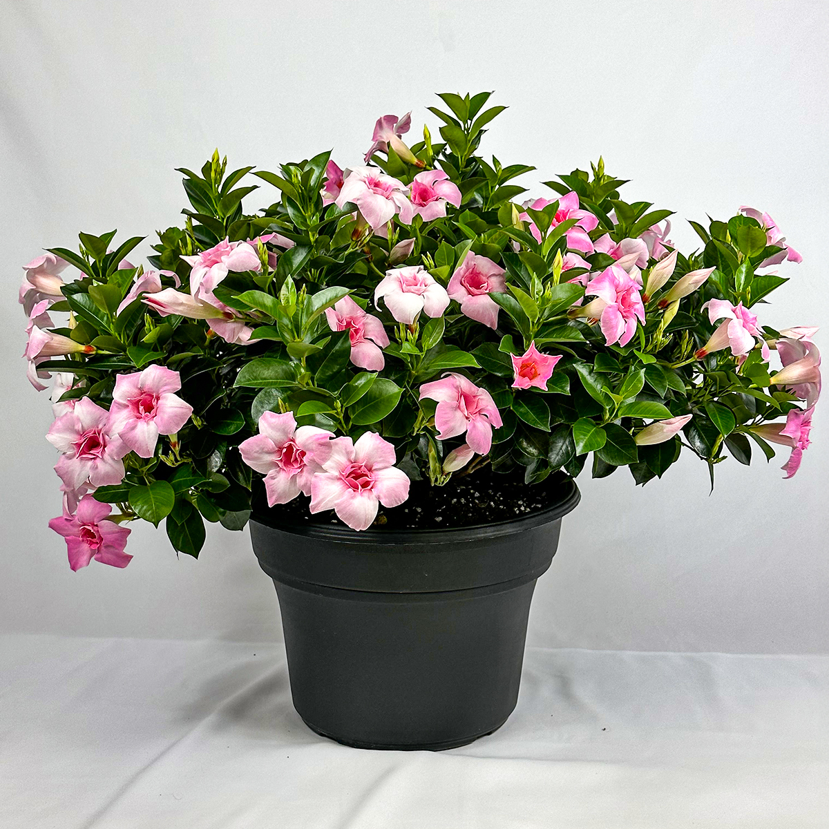 Mandevilla Double Pink Blush - Homestead Gardens, Inc.