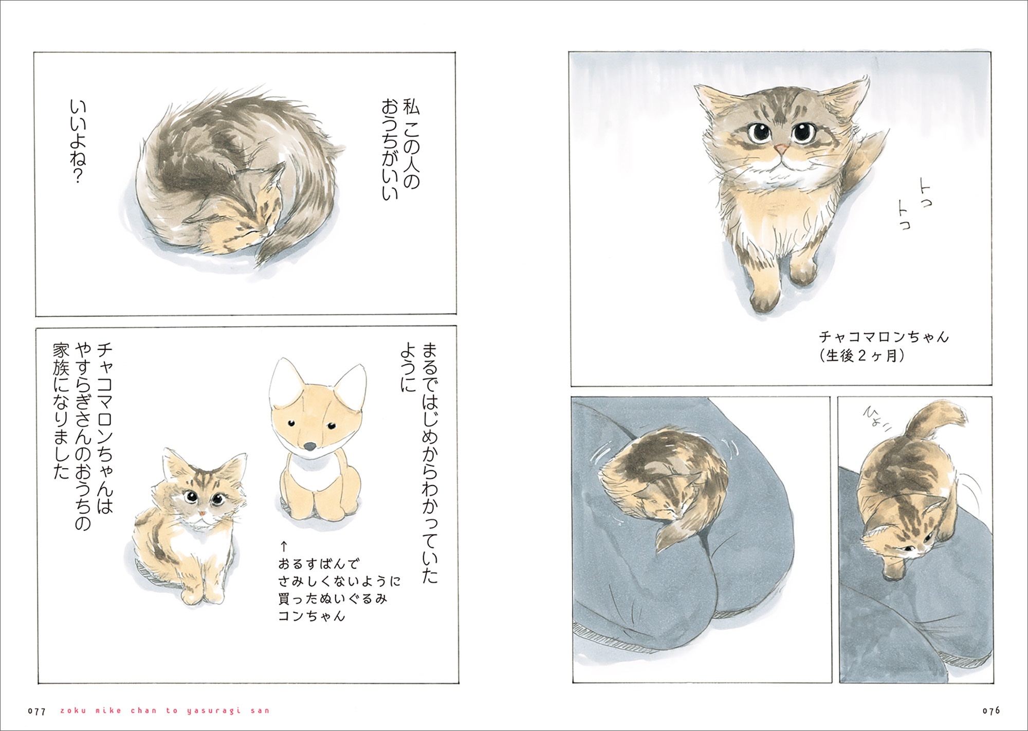 Xフォロワー6万人の看板猫！3本脚のミケちゃんが元気と癒しを届ける