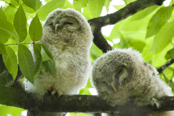 笑顔になれる『動物たちのしあわせの瞬間 BORN TO BE HAPPY』 - HONZ