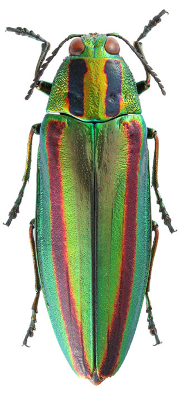 昆虫研究者に囲われた、セクシーすぎる愛人たちの図鑑『きらめく甲虫