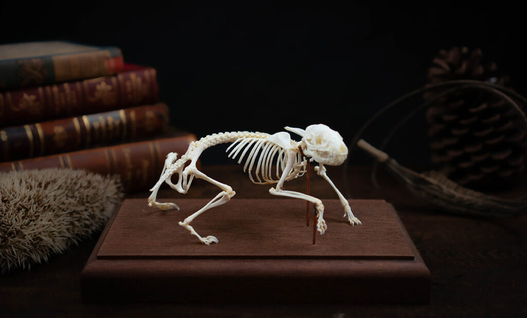 骨屋 | ブログ | ペットのハリネズミを骨格標本にしたお話