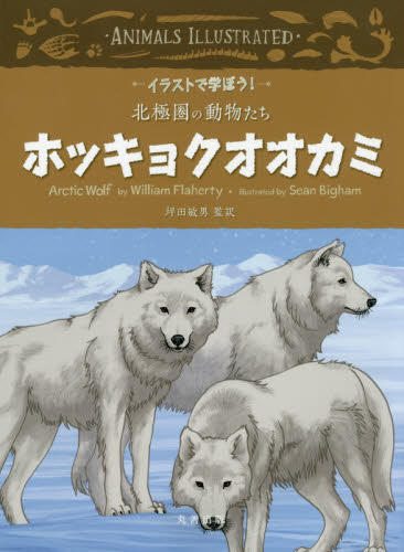 最終お値下げ シュタイフ ホッキョクオオカミ 最終お値下げ シュタイフ