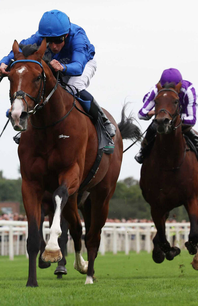 非売品】クールモア・スタッド (海外競馬・種牡馬) 海外競馬