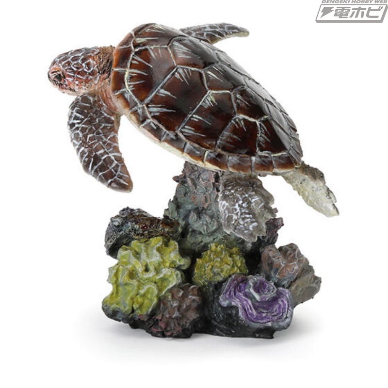 メガネモチノウオ、カクレクマノミなど、サンゴ礁に生息する生き物たち