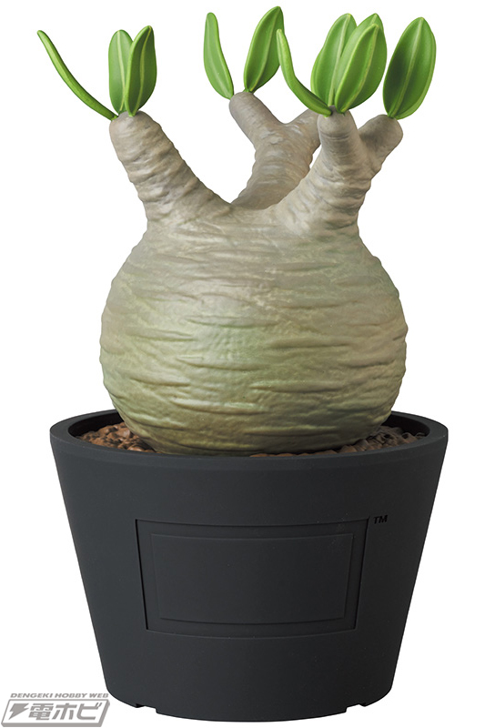 人気の塊根植物「パキポディウム グラキリス」がまさかのVCD化！完成品