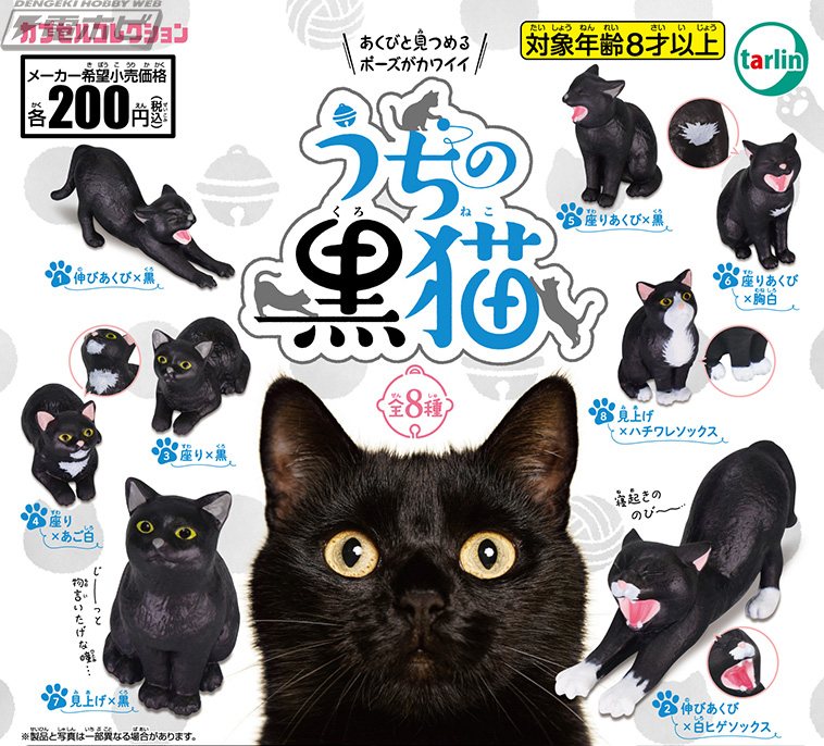 うちのクロがどう考えても一番カワイイ！ターリン・インターナショナル