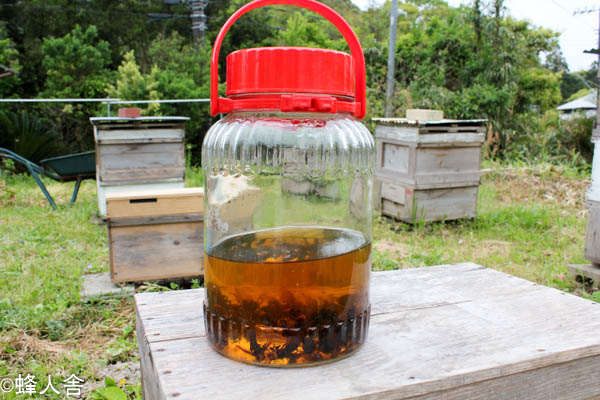 150匹】オオスズメバチ焼酎 150匹】オオスズメバチ焼酎漬け