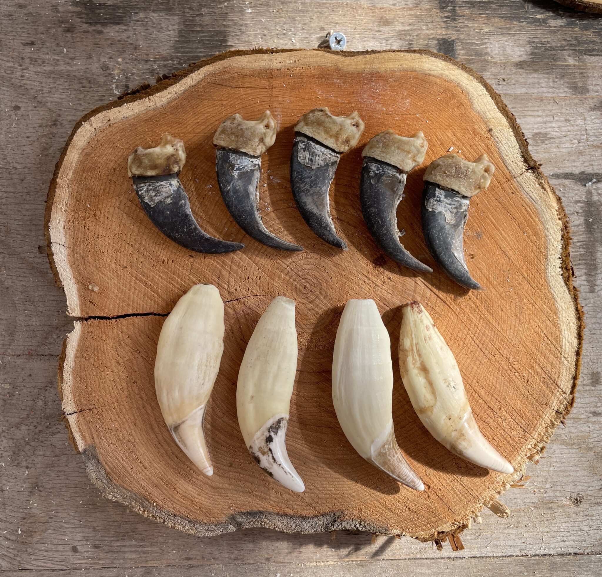 キムンカムイ（山の神）からの贈り物】ヒグマの爪アクセサリー作り体験