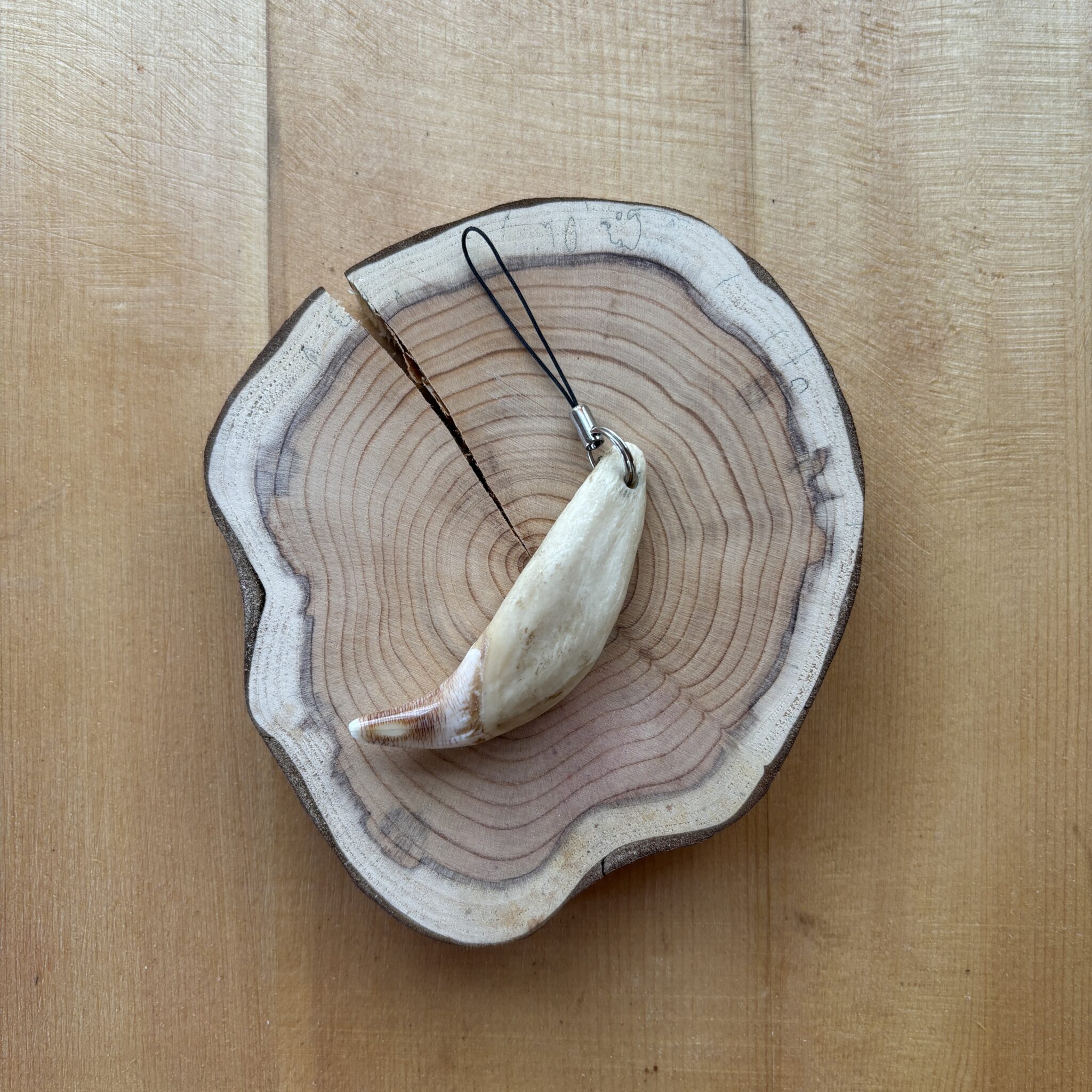 キムンカムイ（山の神）からの贈り物】ヒグマの爪アクセサリー作り体験