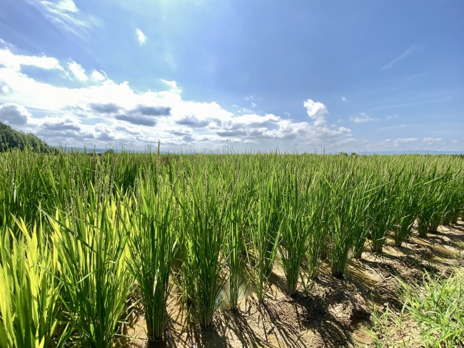 巨大アートが出現!?「JAたいせつ田んぼアート」（旭川市）