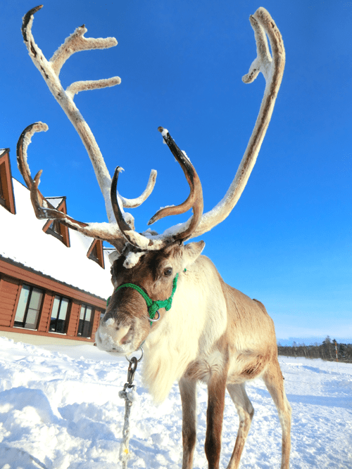 幌延町トナカイ観光牧場 - Hokkaido A4JP Travel Guide