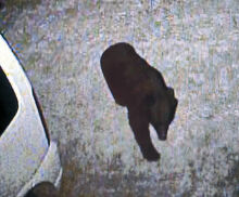 立山町の北陸道、クマ3頭死ぬ はねられた可能性 倒れた成獣、すり寄る