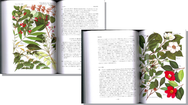 原色日本植物図鑑 木本編 2 | 保育社