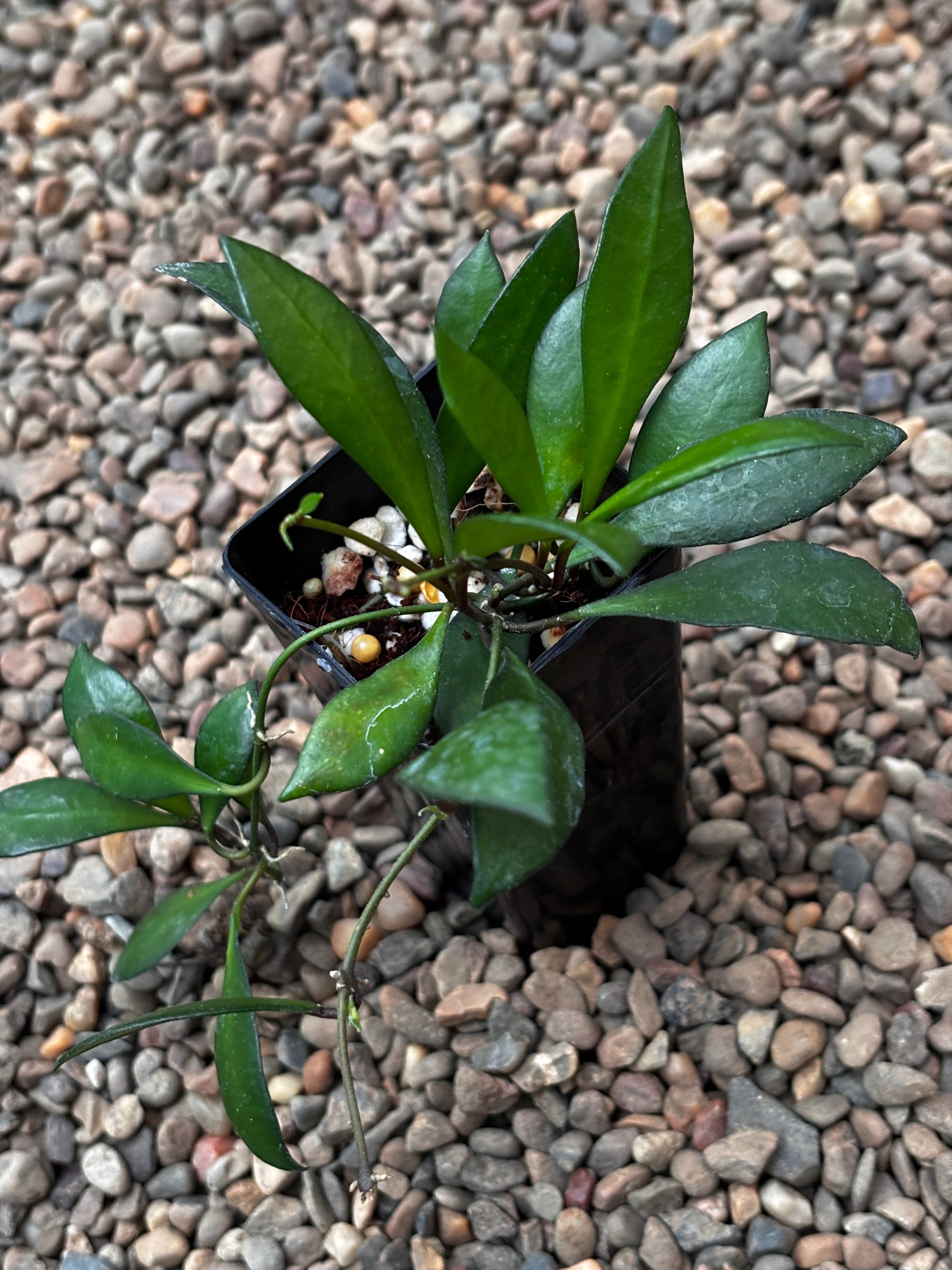 Hoya 'Noona' (pink) H414 - Hoya Store Australia